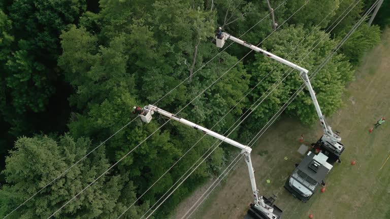 How Our Tree Care Process Works  in  Sunset, UT